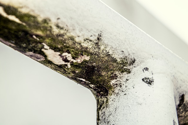 The Hidden Dangers of Untreated Water Damage and Mold in Your Property