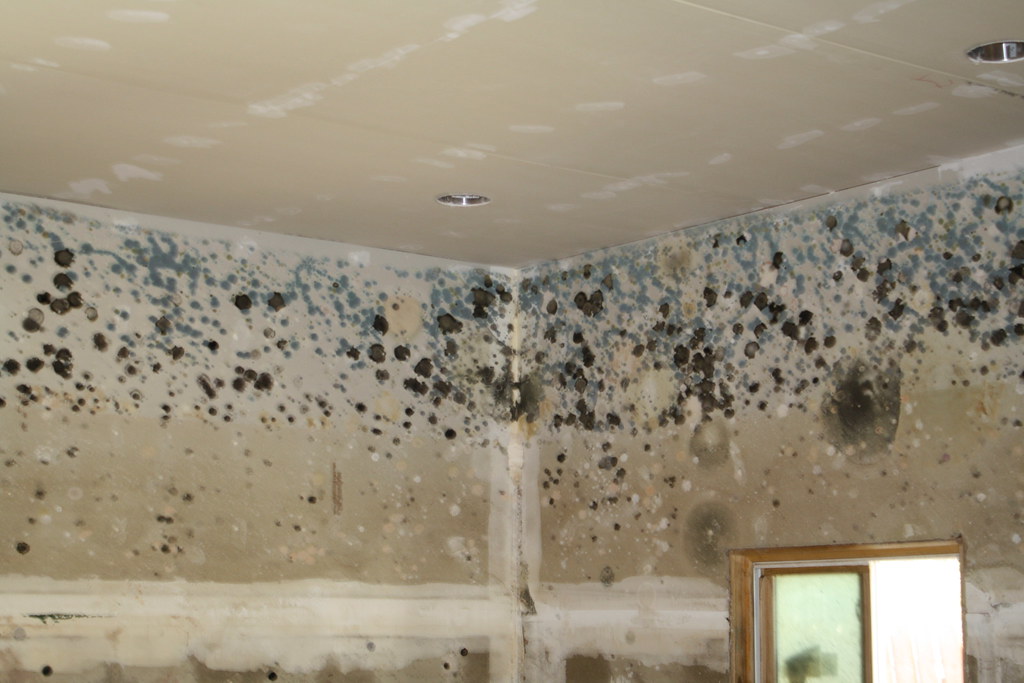 How Mold Remediation Protects Homes and Businesses After Water Damage